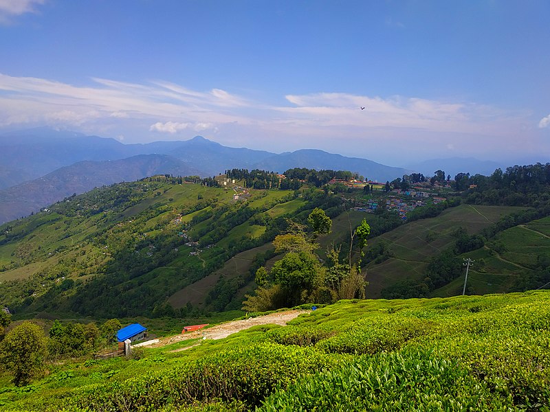 1647163842-Tea_Estate,_Darjeeling.jpg